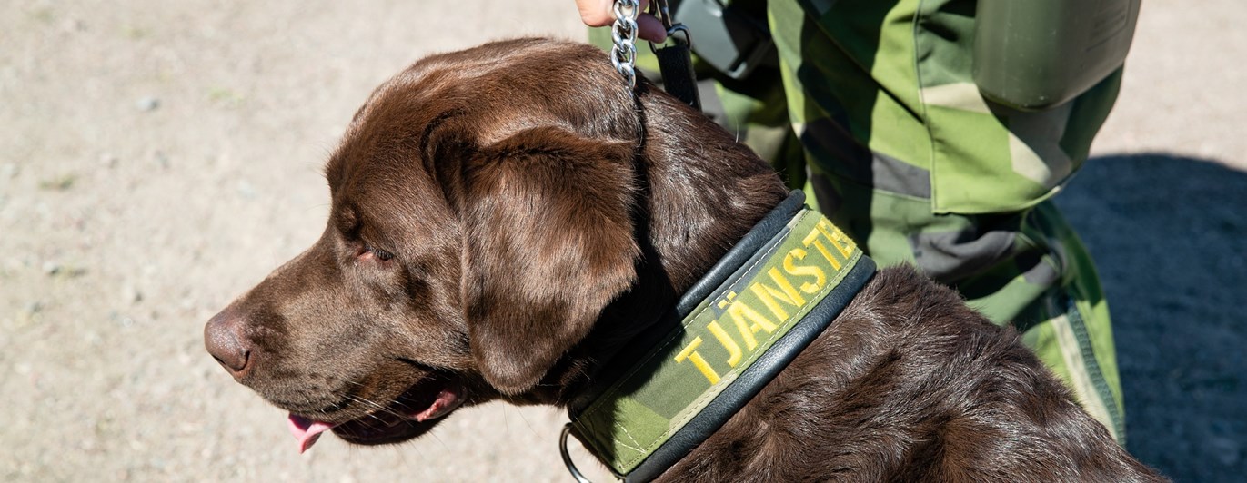 Fotograf: Magnus Fröderberg