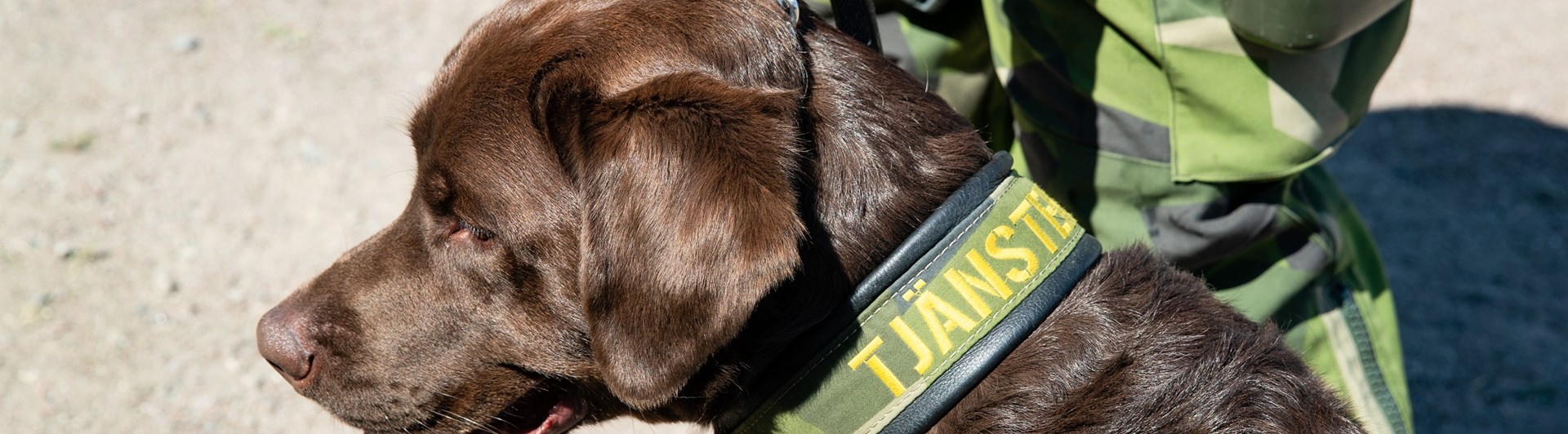 Fotograf: Magnus Fröderberg