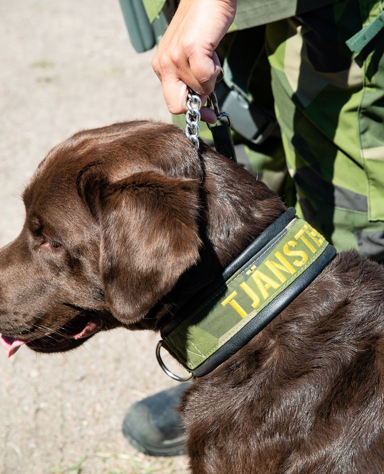Fotograf: Magnus Fröderberg