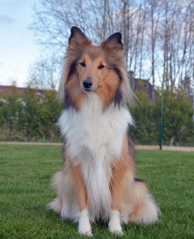 Bild på en shetland sheepdog