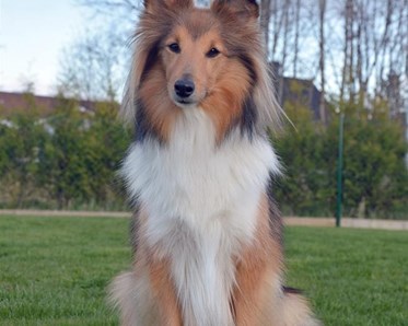 Bild på en shetland sheepdog