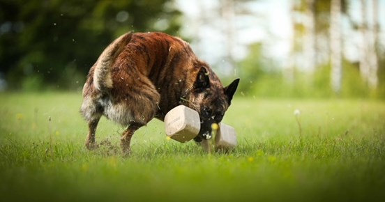 Holländsk Herdehund som tar en apportbock.