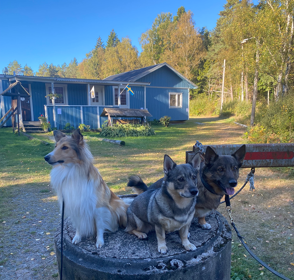 En Shetland Sheepdog och två Västgötaspetsar framför Orust Brukshundklubbs klubbhus.