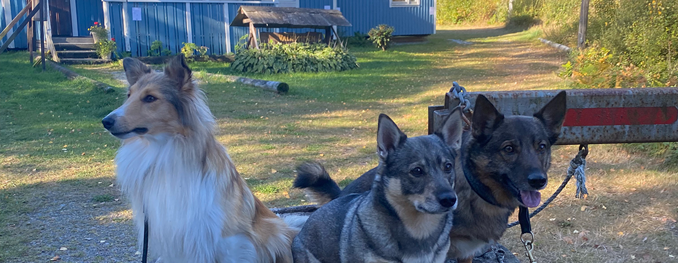 En Shetland Sheepdog och två Västgötaspetsar framför Orust Brukshundklubbs klubbhus.