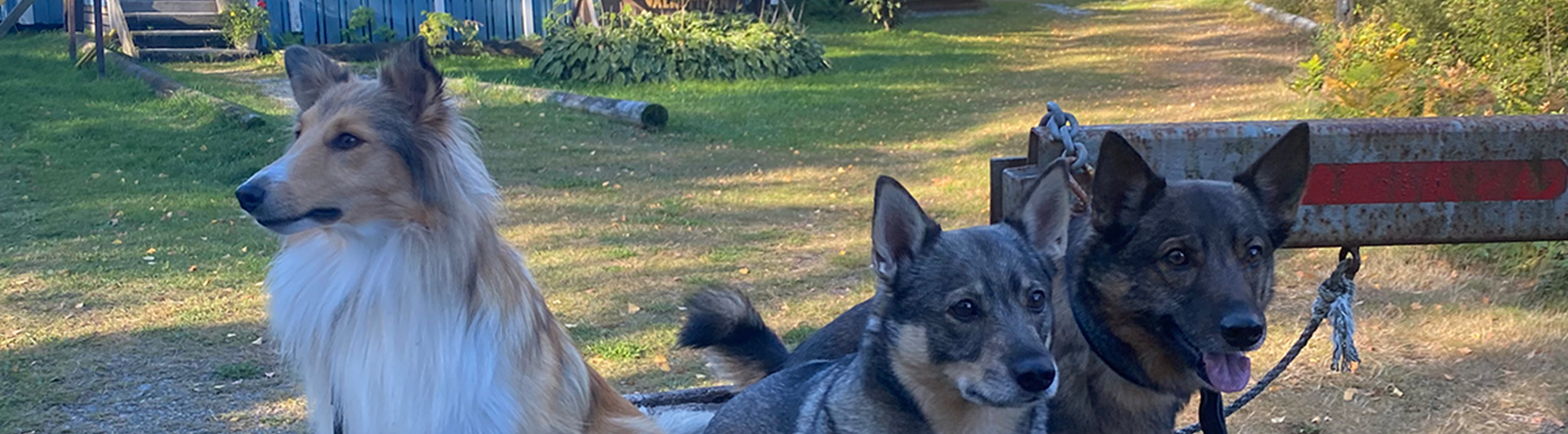 En Shetland Sheepdog och två Västgötaspetsar framför Orust Brukshundklubbs klubbhus.