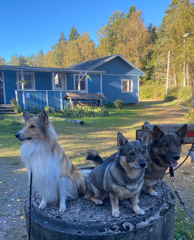 En Shetland Sheepdog och två Västgötaspetsar framför Orust Brukshundklubbs klubbhus.