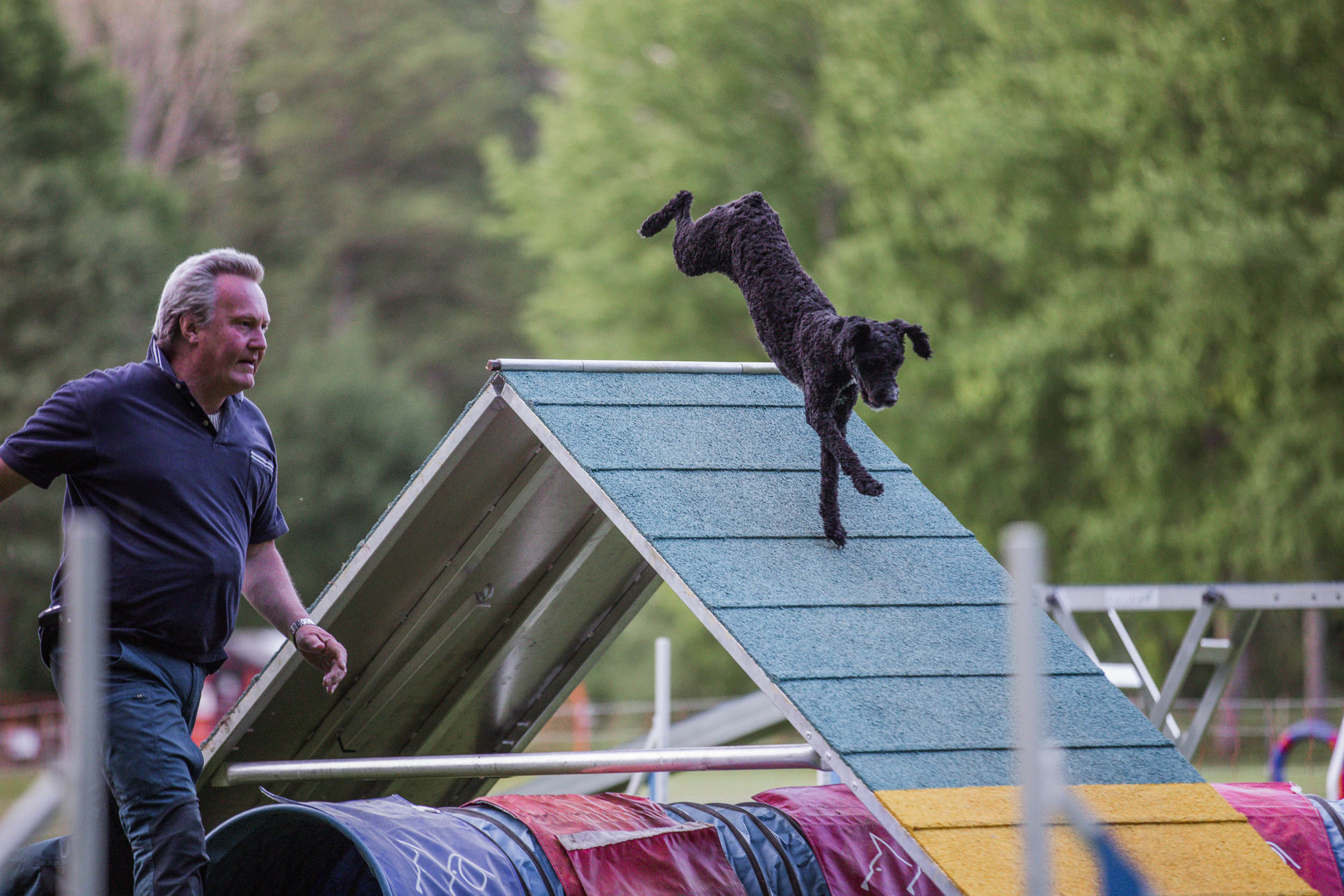 Årets Hund 2024 - Årets Nybörjare Agility