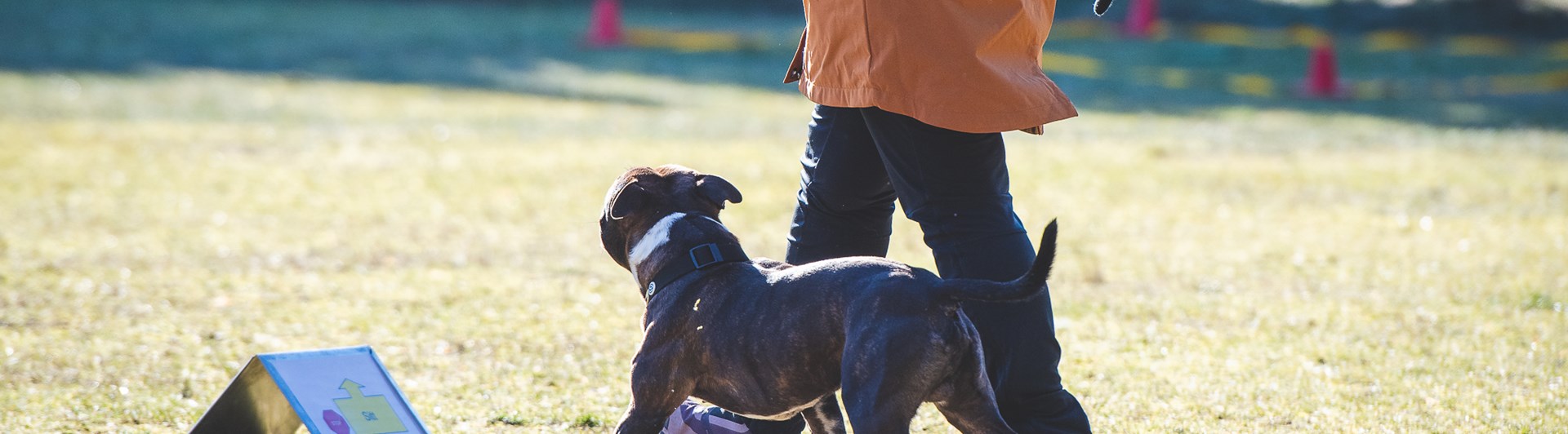 Staffe som kör rallylydnad med sin förare i orange jacka.