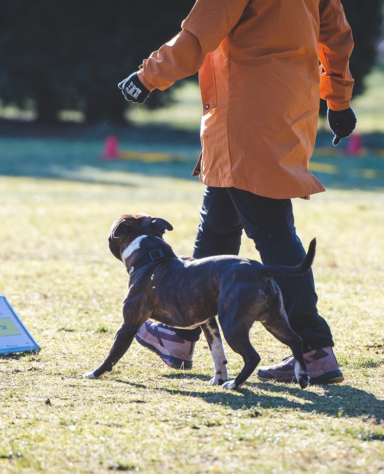Staffe som kör rallylydnad med sin förare i orange jacka.