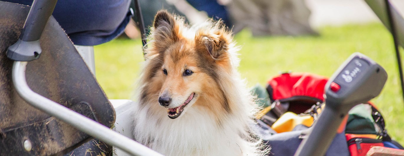 Ensam hund i gräsklippare