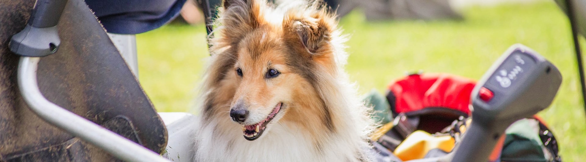 Ensam hund i gräsklippare