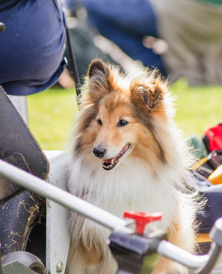 Ensam hund i gräsklippare