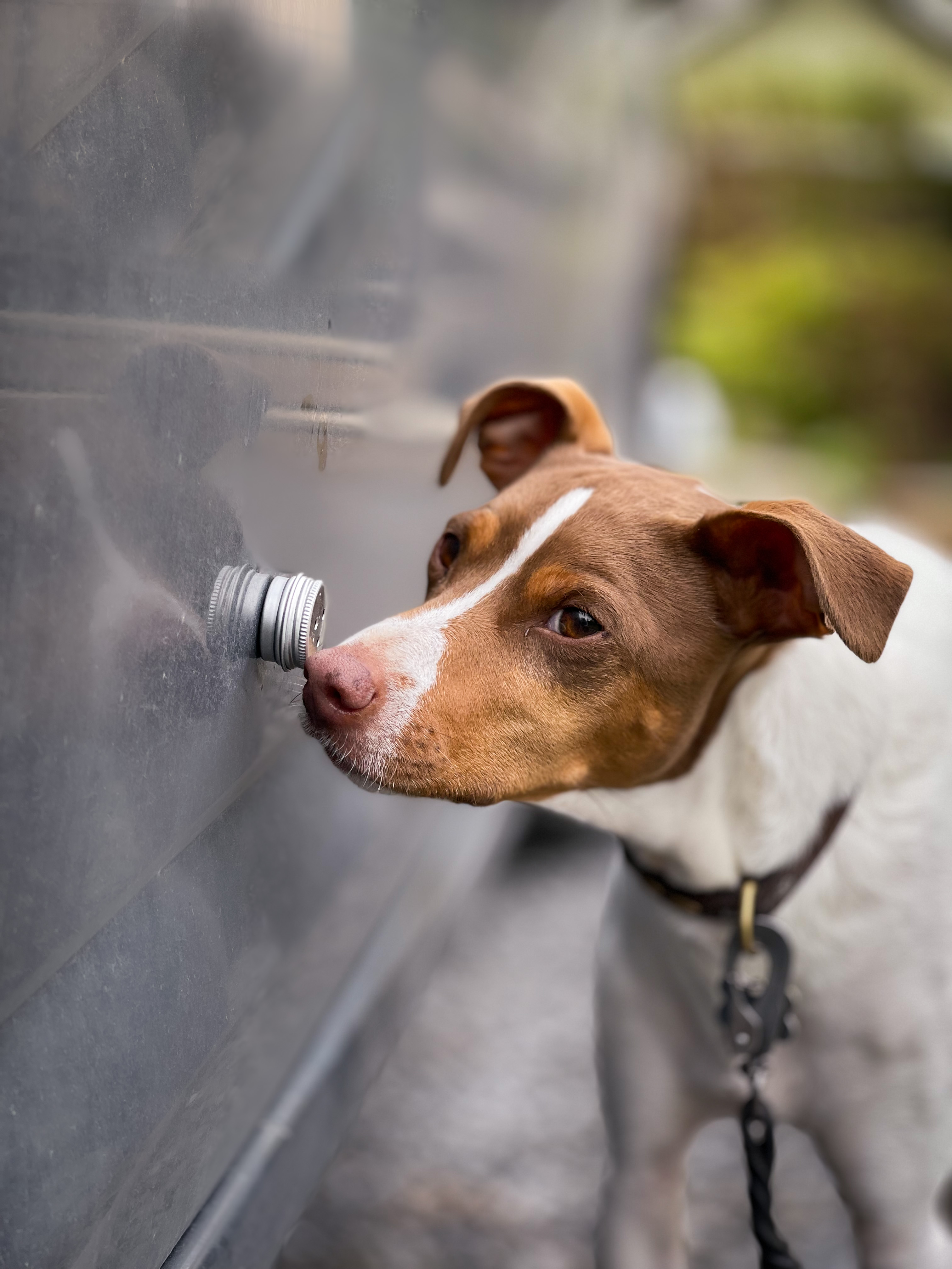 Hund som markerar behållare