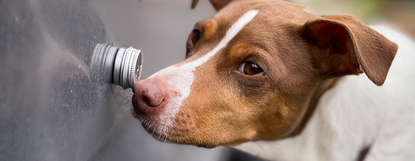 Hund som markerar behållare