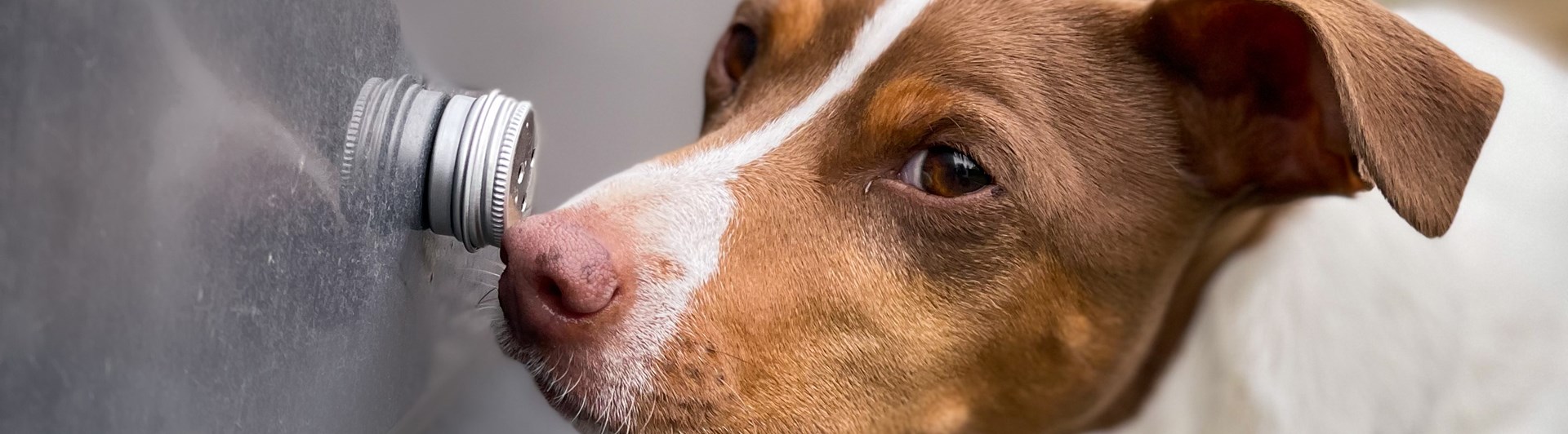 Hund som markerar behållare