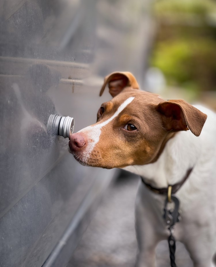 Hund som markerar behållare