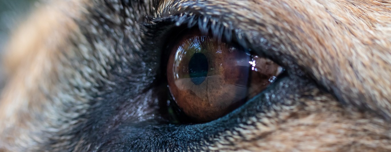 Närbild på hundöga