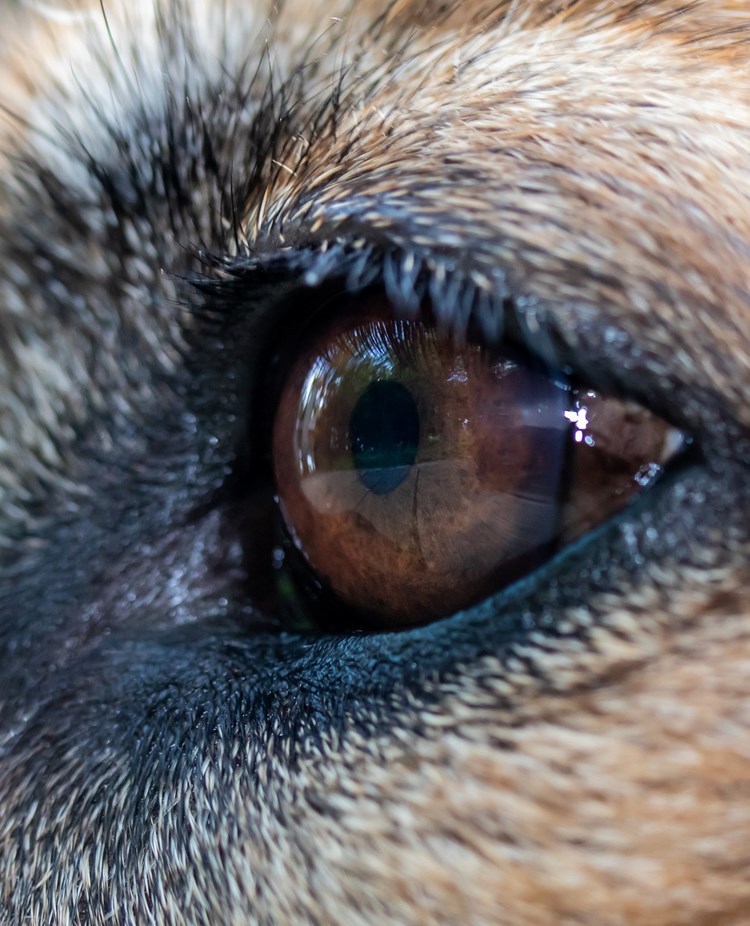 Närbild på hundöga