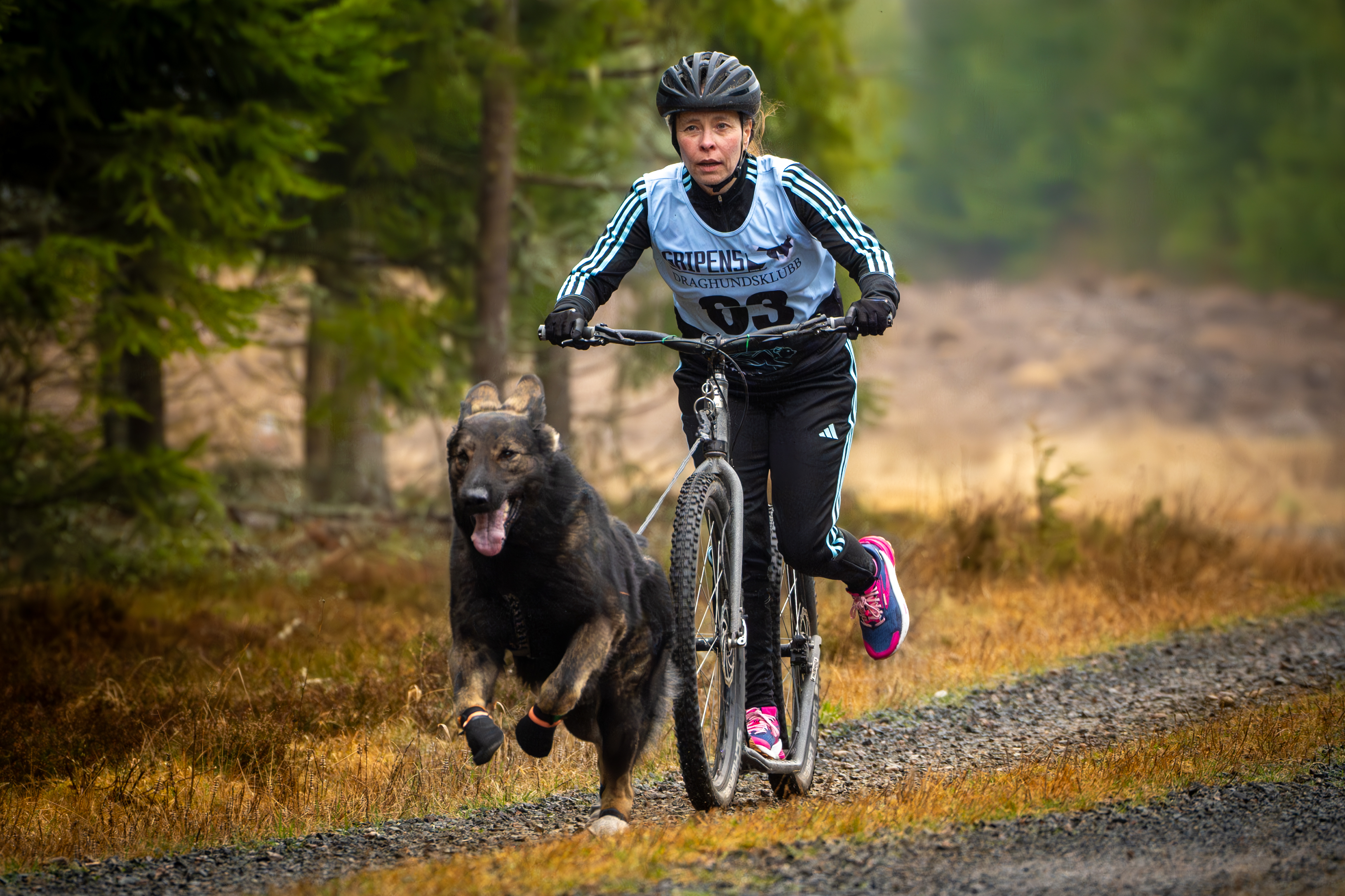 Bild på hund som drar cykel i barmarksdrag
