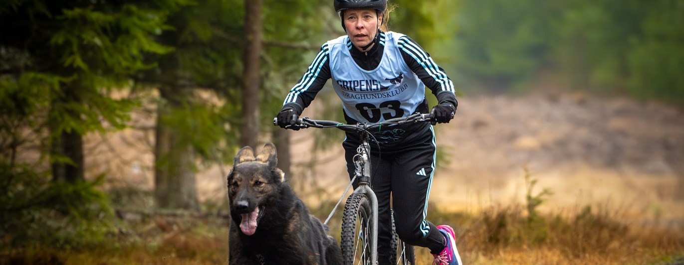 Bild på hund som drar cykel i barmarksdrag