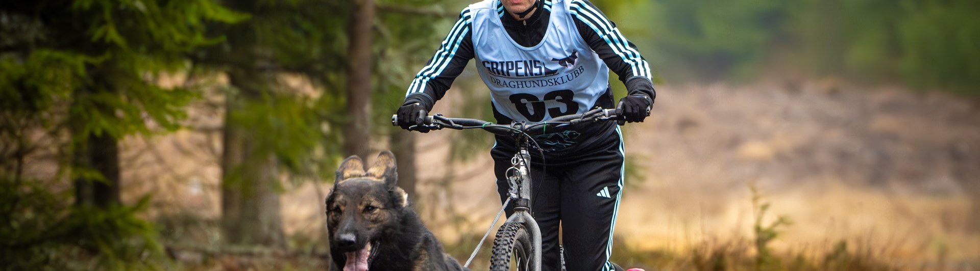 Bild på hund som drar cykel i barmarksdrag