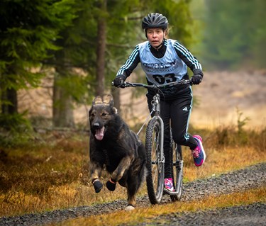 Bild på hund som drar cykel i barmarksdrag
