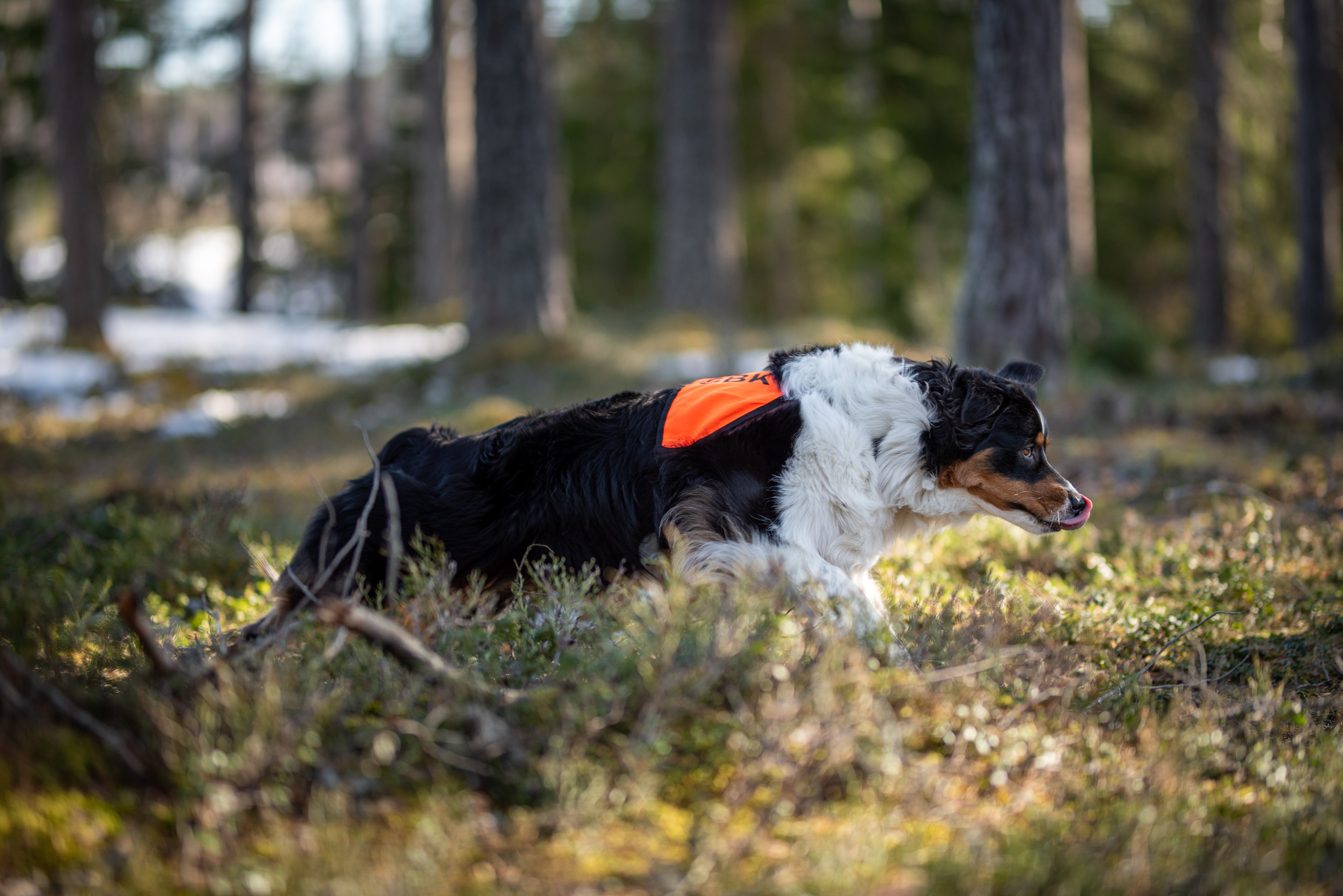 Hund med arbetstecken