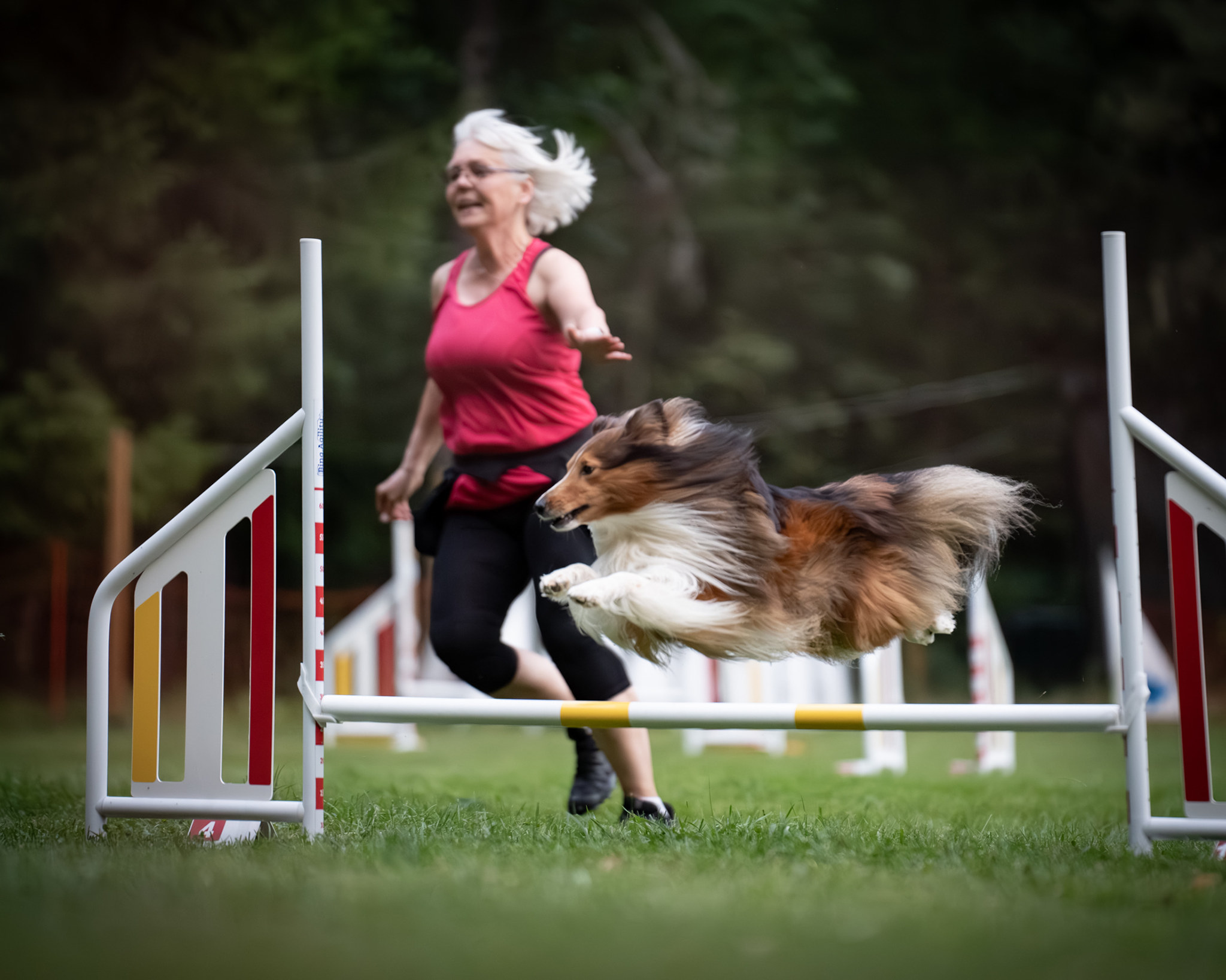 Shetland Sheepdog hoppar på agilitytävling tillsammans med matte Lotta