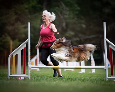 Shetland Sheepdog hoppar på agilitytävling tillsammans med matte Lotta