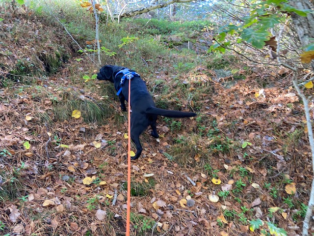 En svart labrador som spårar.