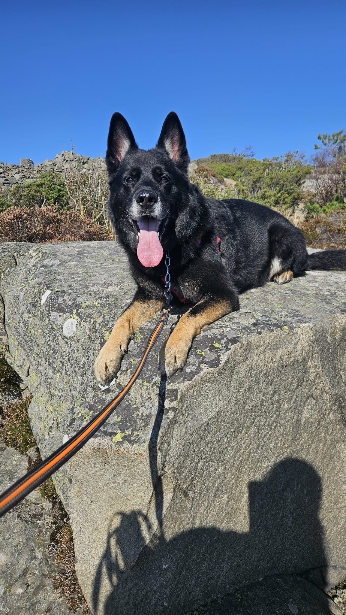 Blå himmel, en schäfer som ligger på en mindre klippa, med tungan ute