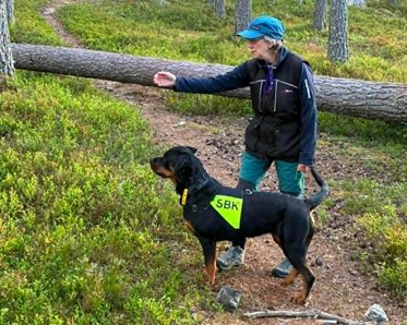 Rottweilern Lizzie med matte Ninnie i sökskogen