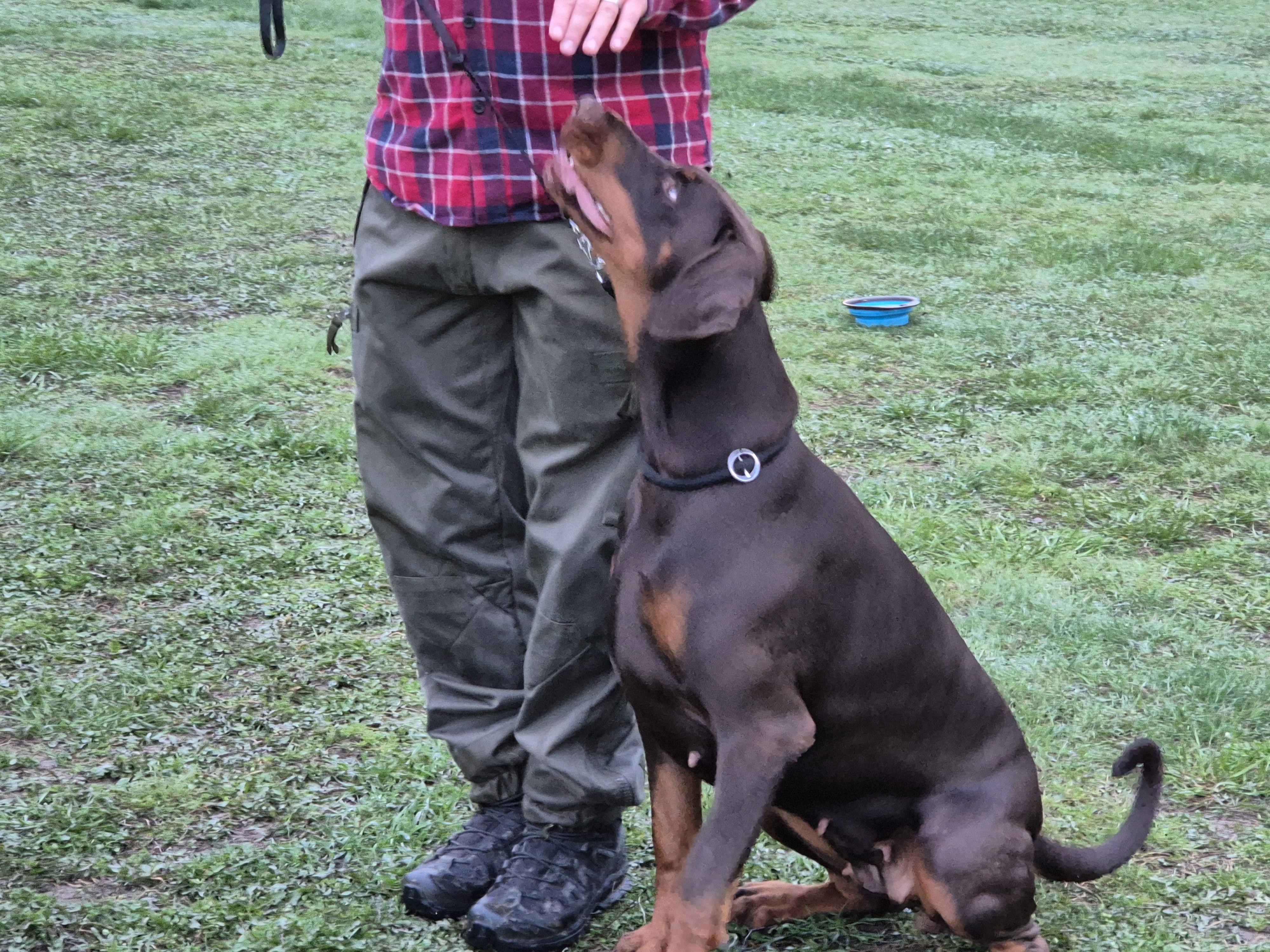 Skyddslydnadskurs med Leiborns Dobberman