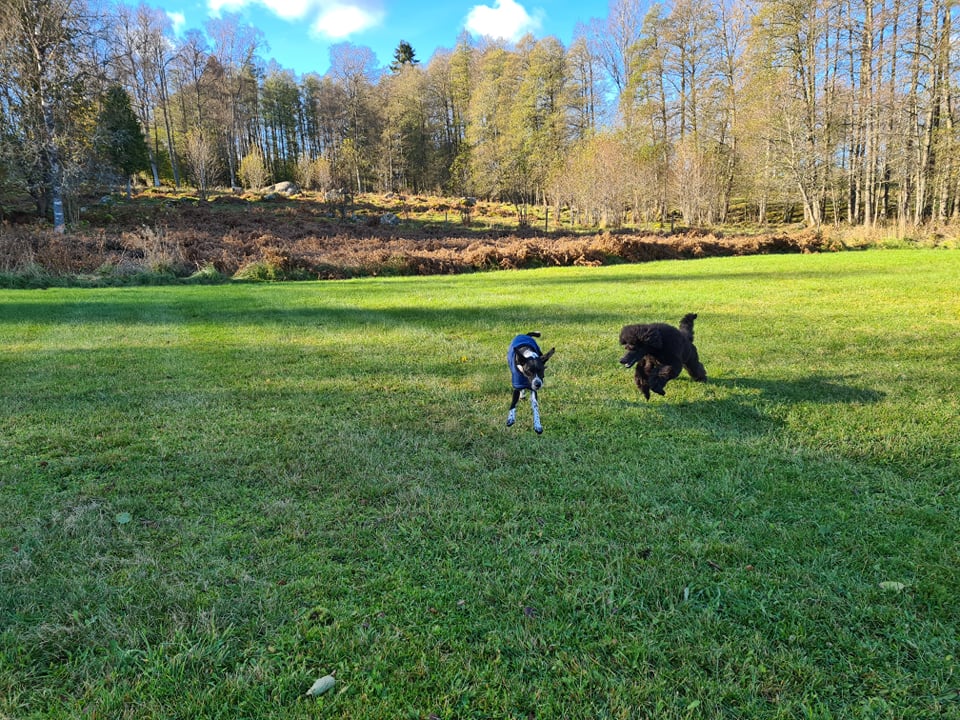 Hundens dag Mullsjö Brukshundklubb