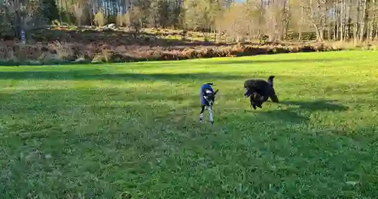 Hundar som busar