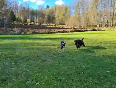 Hundar som busar