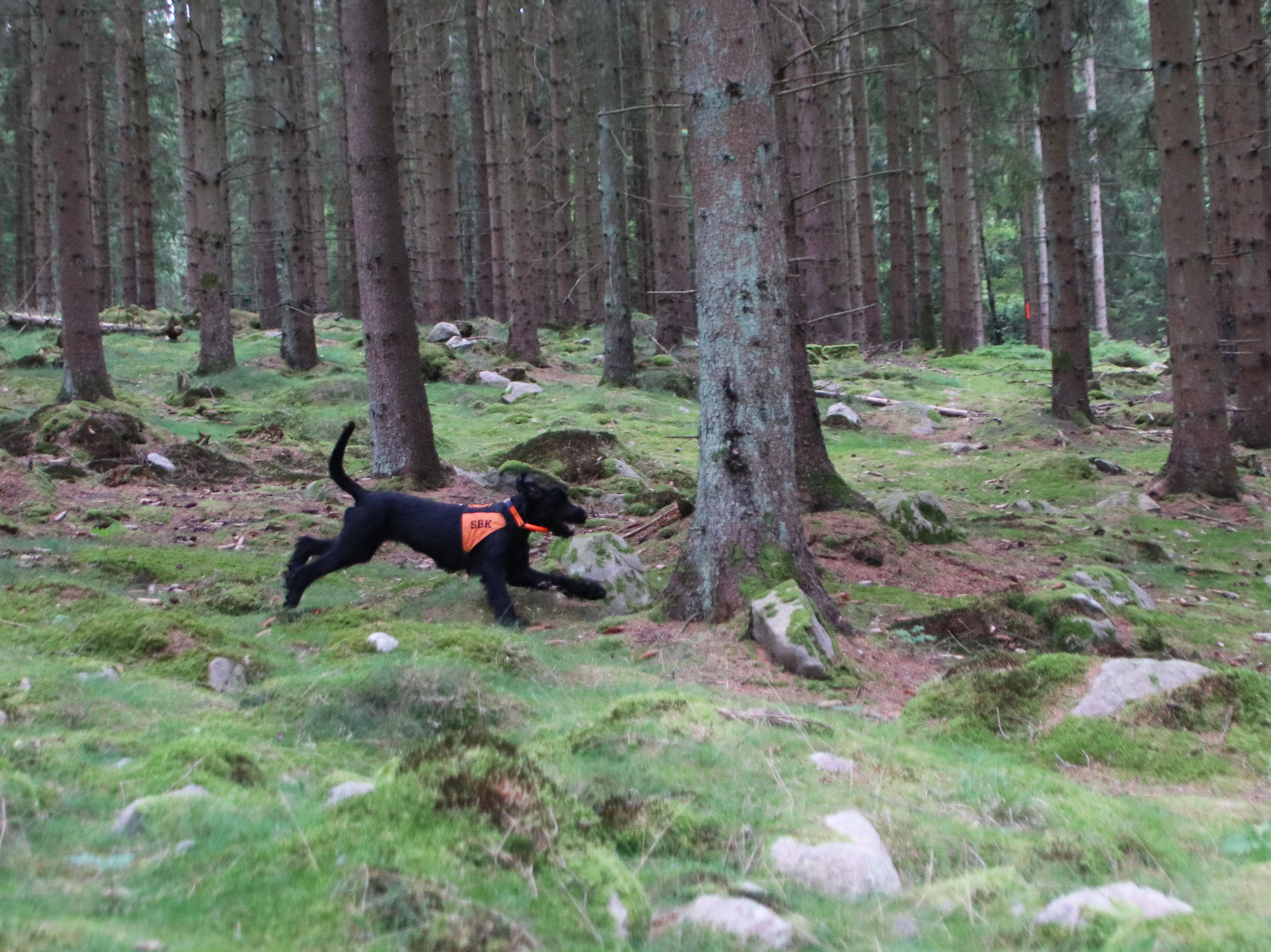Svart riesenschnauzer med orange tjänstetecken rusar genom skogen i sök på person.