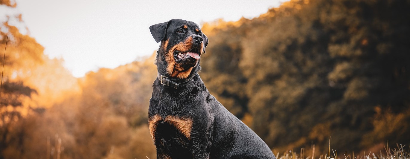 Rottweiler