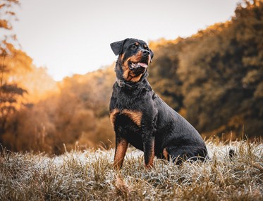 Rottweiler