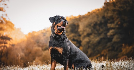 Rottweiler
