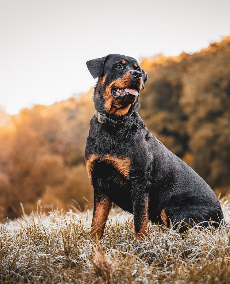 Rottweiler