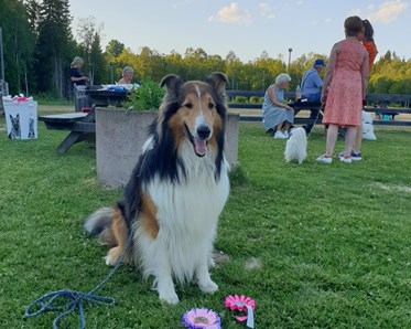 Långhårig Collie på prisutdelning