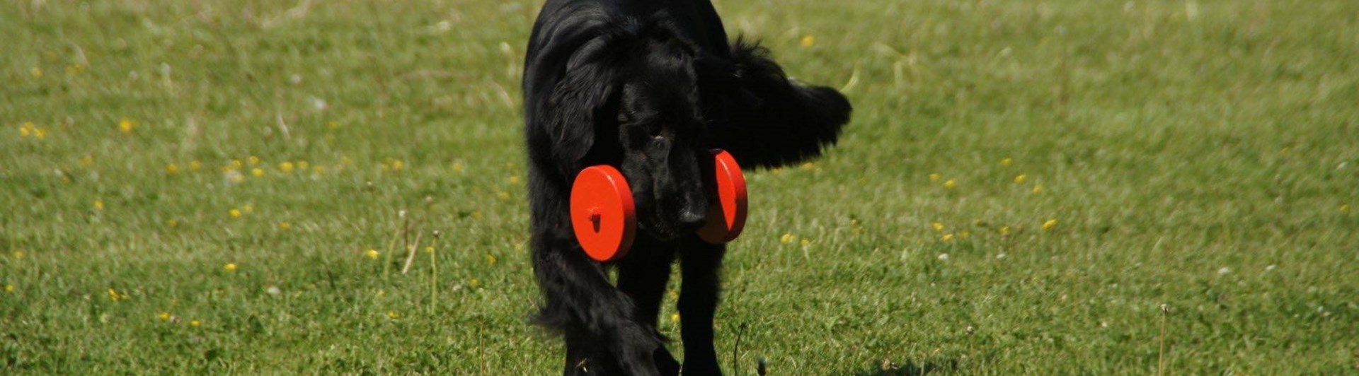 Hund som hämtar tungapport