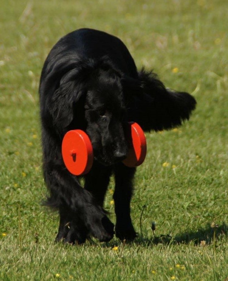 Hund som hämtar tungapport