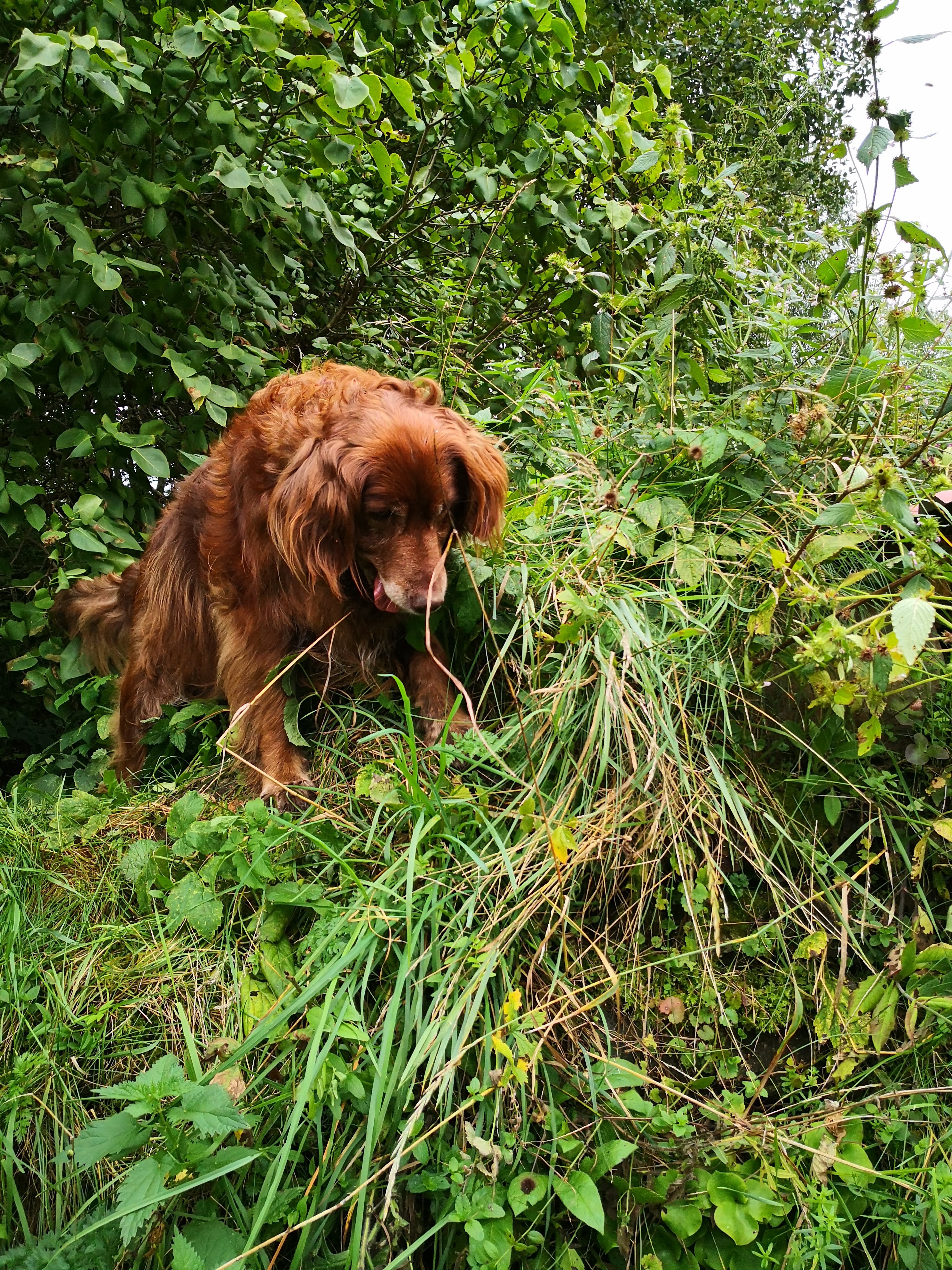 en hund som står på en grön kulle och tittar nedåt