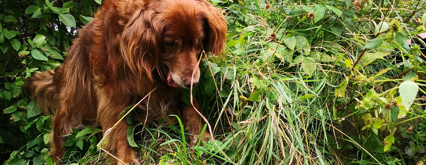 en hund som står på en grön kulle och tittar nedåt
