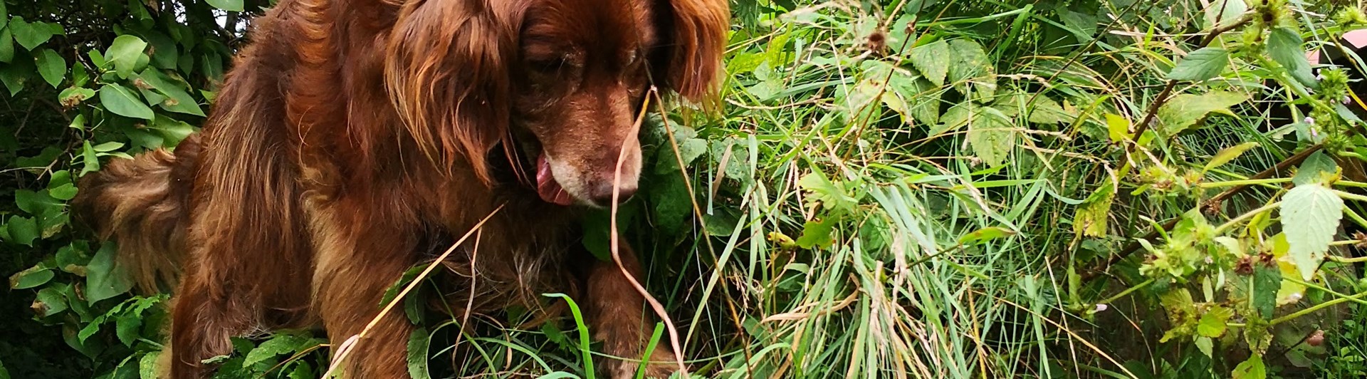 en hund som står på en grön kulle och tittar nedåt