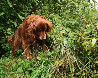 en hund som står på en grön kulle och tittar nedåt