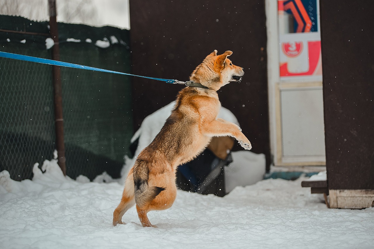 Hund som står på bakbenen i koppel
