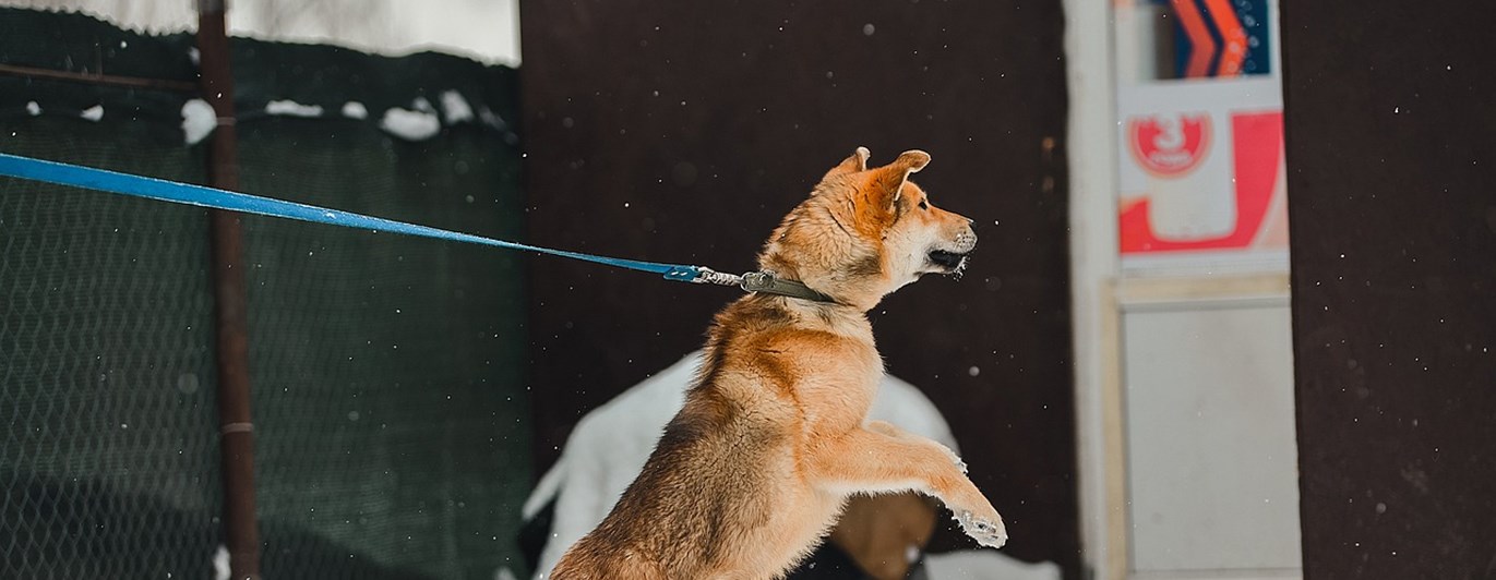 Hund som står på bakbenen i koppel
